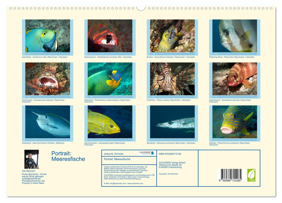 Portrait: Meeresfische (CALVENDO Premium Wandkalender 2027)
