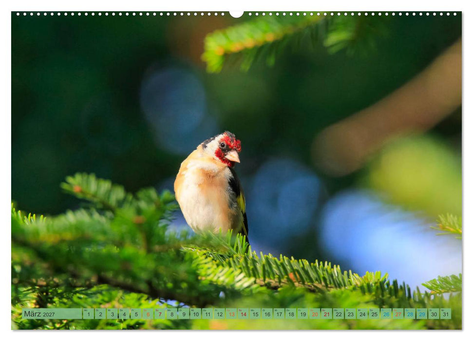 Distelfink (CALVENDO Wandkalender 2027)