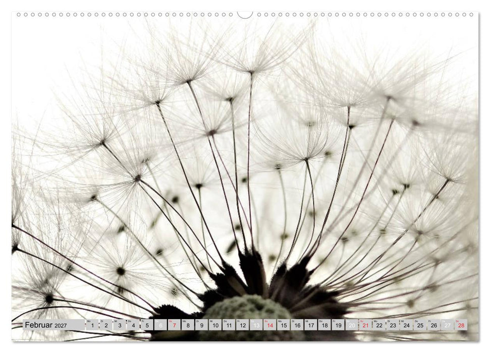 PusteblumenZauber (CALVENDO Wandkalender 2027)