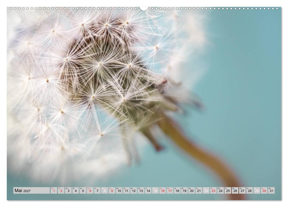 PusteblumenZauber (CALVENDO Wandkalender 2027)