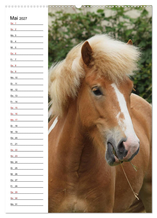 Isländer im Portrait (CALVENDO Wandkalender 2027)