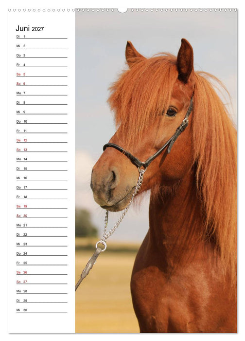 Isländer im Portrait (CALVENDO Wandkalender 2027)