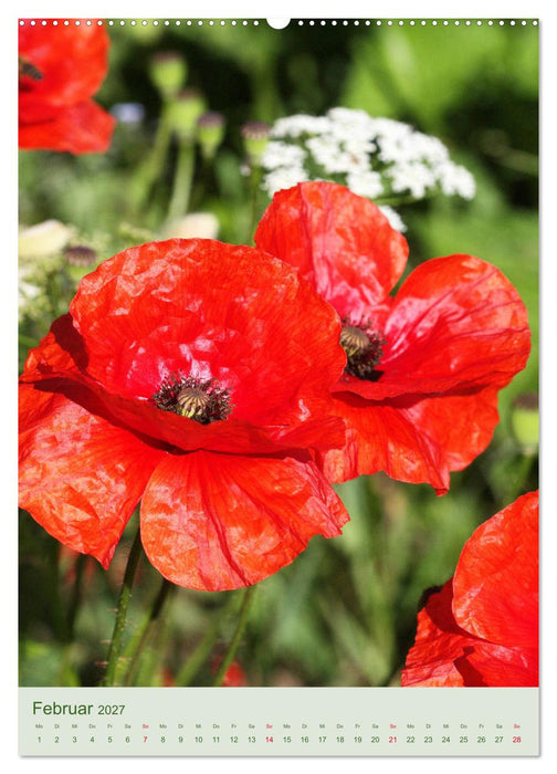 Mohn im Feld (CALVENDO Wandkalender 2027)