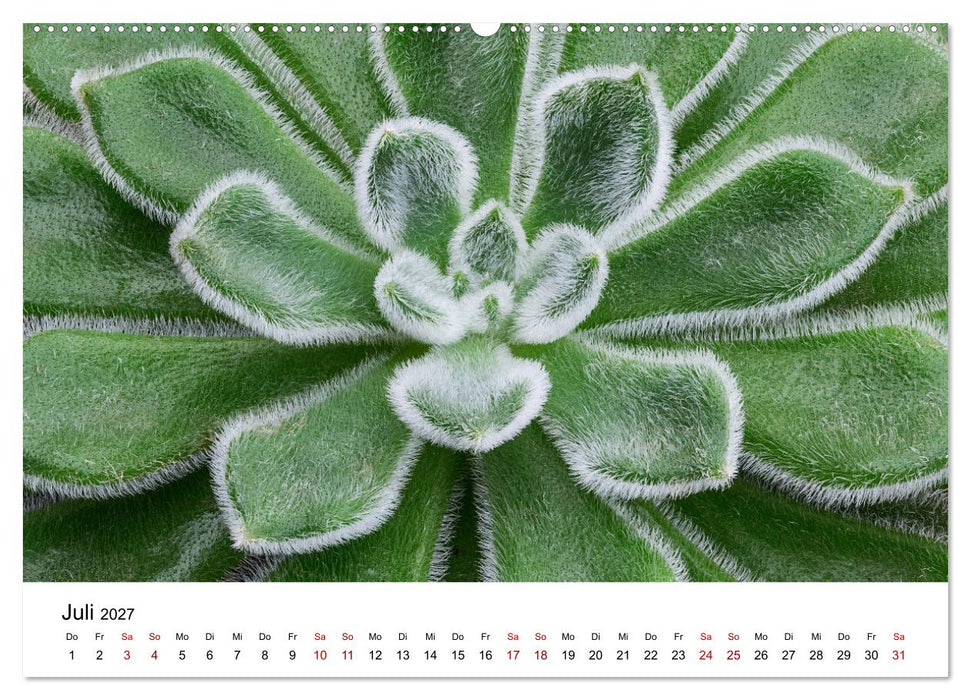 Sukkulenten Galerie (CALVENDO Premium Wandkalender 2027)