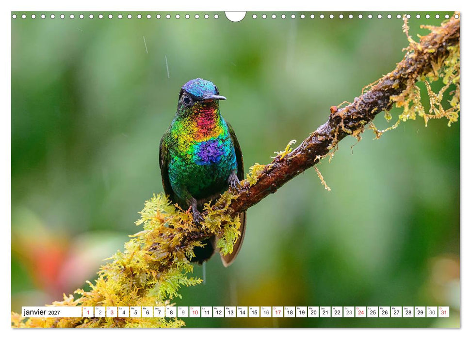 Colibris - pierres précieuses volantes (CALVENDO Calendrier mensuel 2027)
