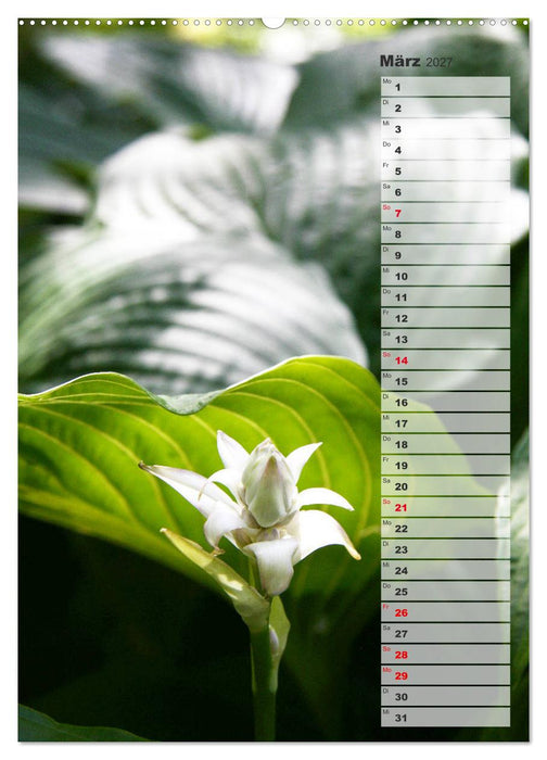 Hostas Herzblattlilien Funkien (CALVENDO Wandkalender 2027)