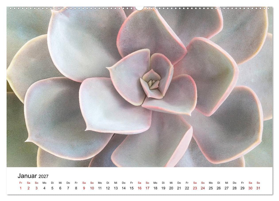 Sukkulenten Galerie (CALVENDO Wandkalender 2027)