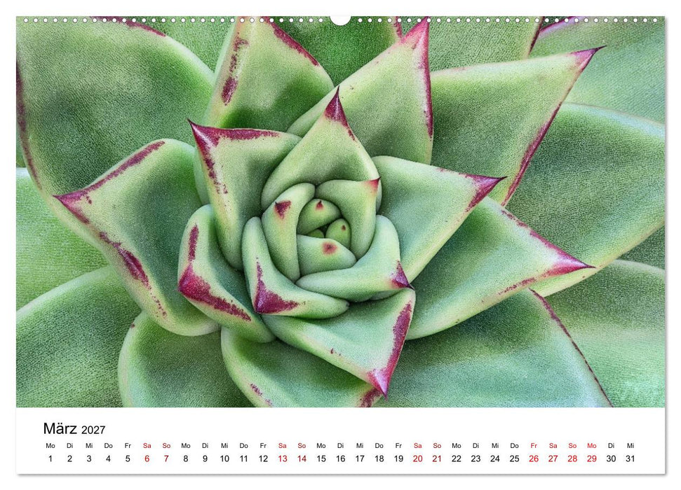 Sukkulenten Galerie (CALVENDO Wandkalender 2027)