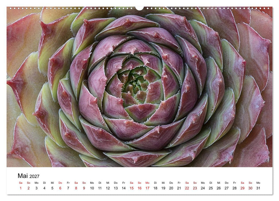 Sukkulenten Galerie (CALVENDO Wandkalender 2027)