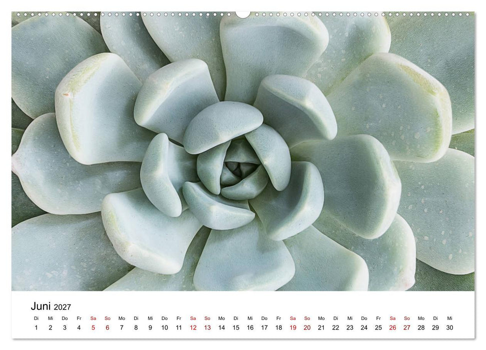 Sukkulenten Galerie (CALVENDO Wandkalender 2027)
