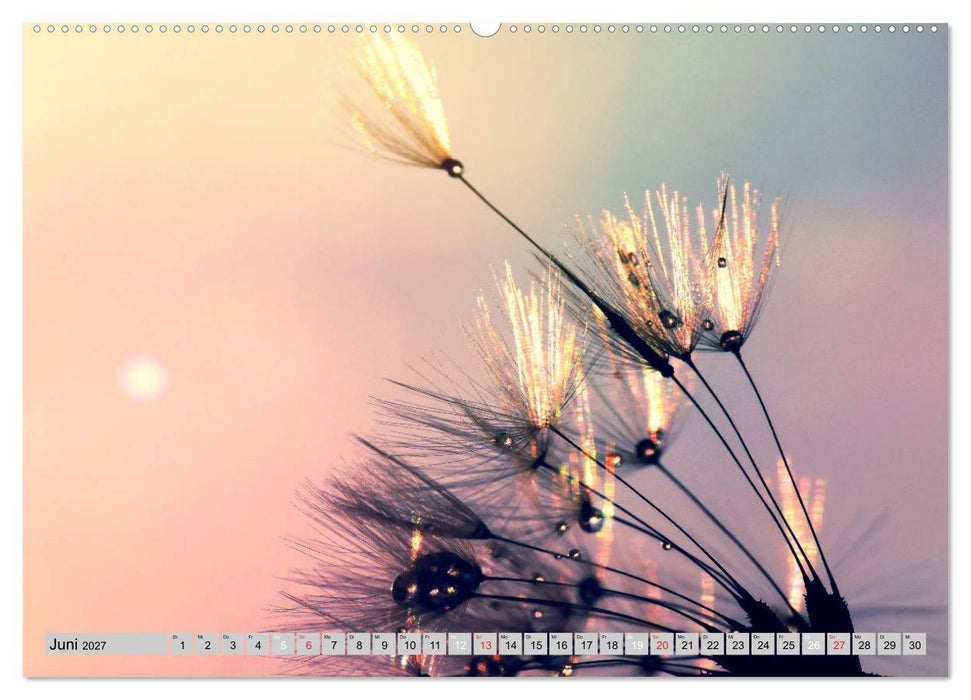 PusteblumenZauber (CALVENDO Premium Wandkalender 2027)