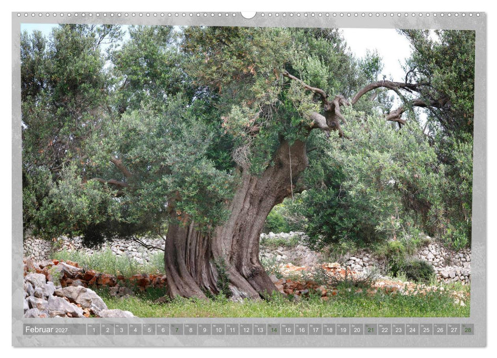 ALTE OLIVENBÄUME Zeugen der Antike (CALVENDO Wandkalender 2027)