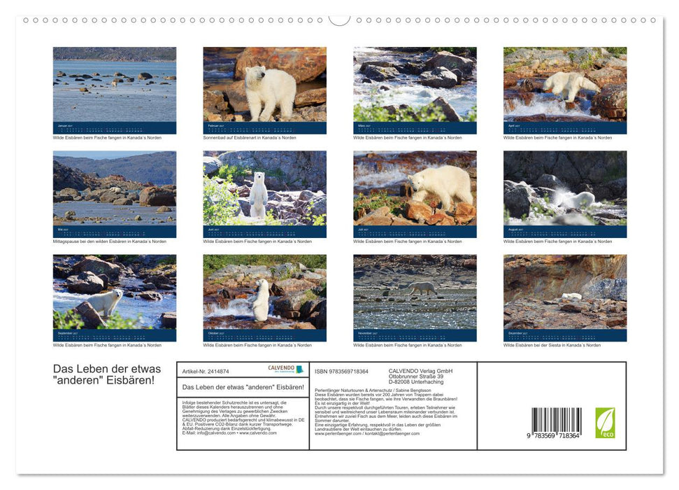 Das Leben der etwas "anderen" Eisbären! (CALVENDO Premium Wandkalender 2027)