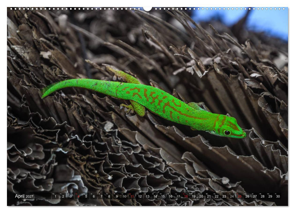 Seychellen - Das letzte Paradies auf Erden (CALVENDO Wandkalender 2027)