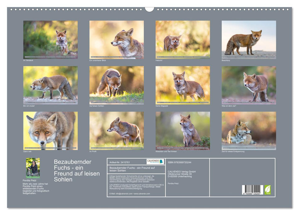Bezaubernder Fuchs - ein Freund auf leisen Sohlen (CALVENDO Wandkalender 2027)