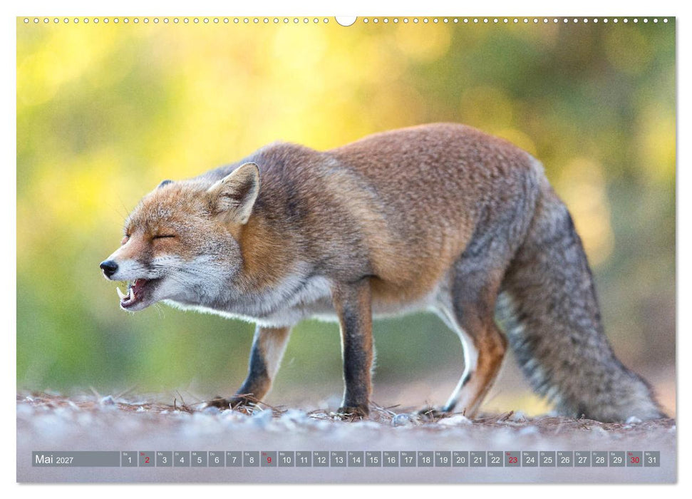 Bezaubernder Fuchs - ein Freund auf leisen Sohlen (CALVENDO Wandkalender 2027)