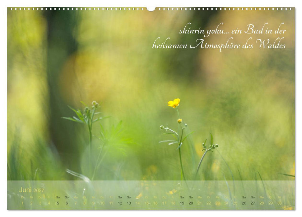 Shinrin yoku - Waldbaden 2027 (CALVENDO Wandkalender 2027)