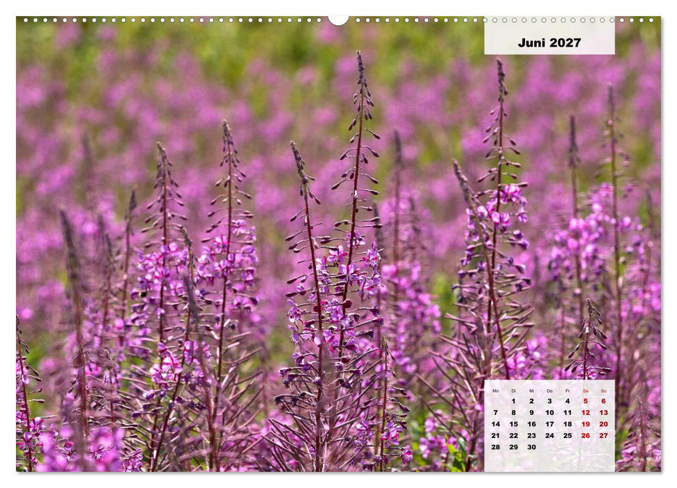 Rhöner Röschen - ein Sommermärchen in der Hochrhön (CALVENDO Wandkalender 2027)