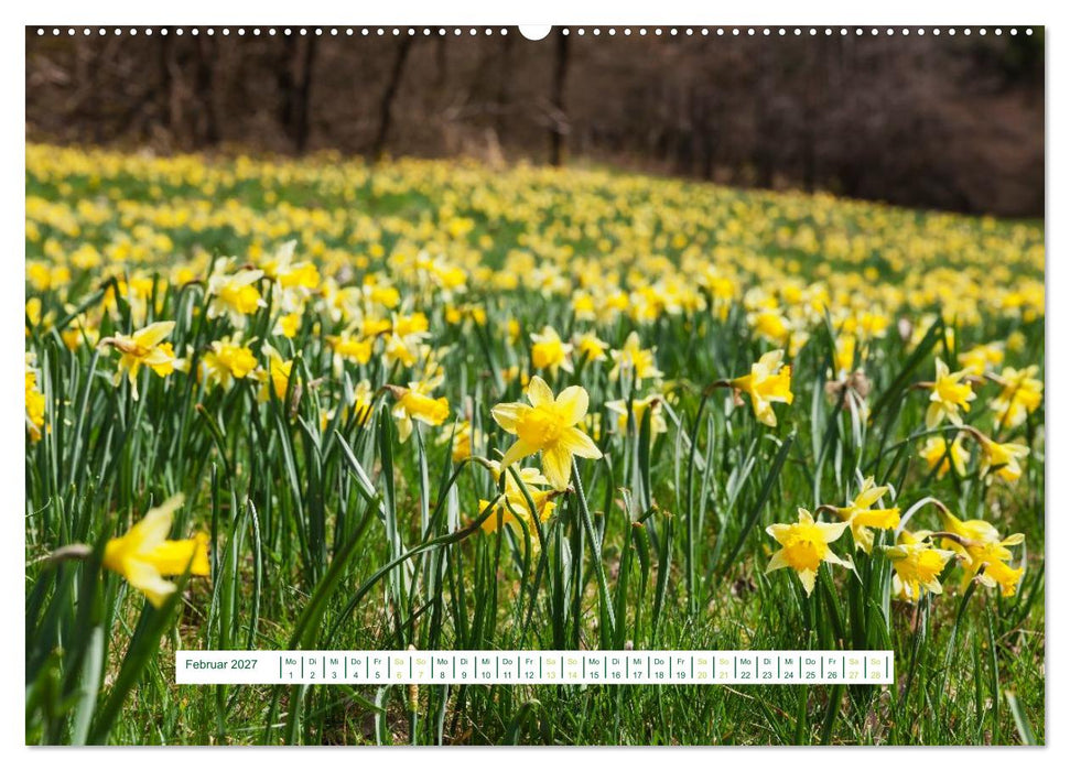 Eifel Natur - magisch schön (CALVENDO Wandkalender 2027)