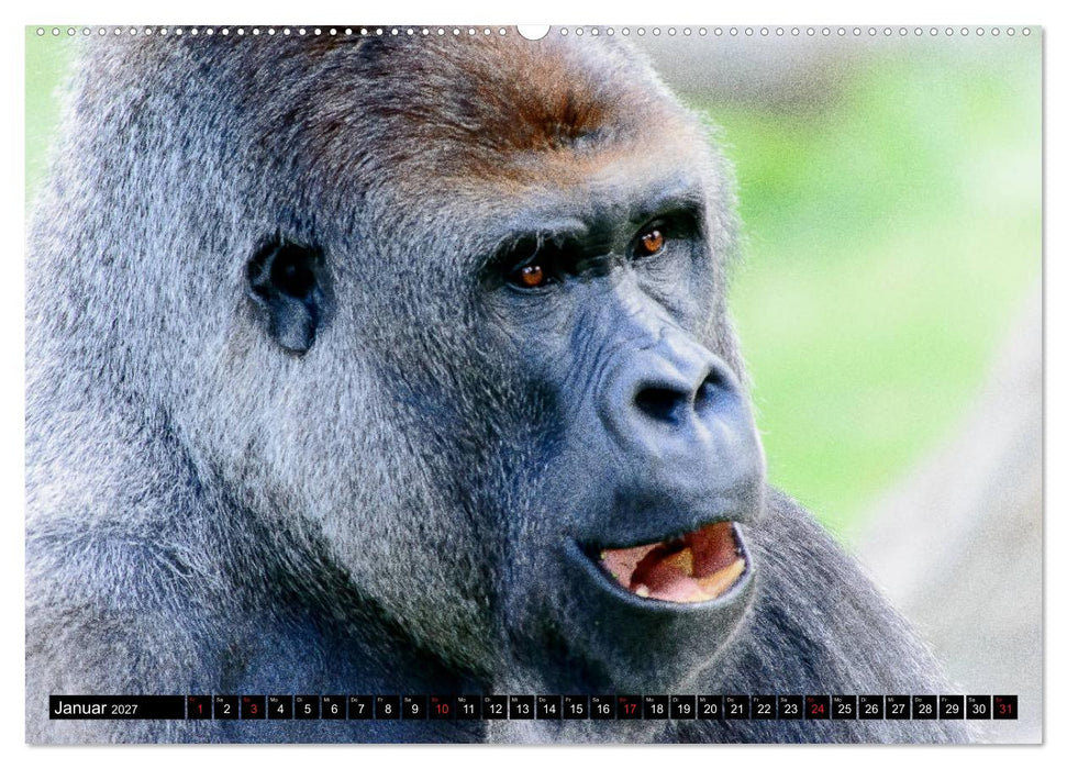 Afrika - Welt der Tiere (CALVENDO Premium Wandkalender 2027)