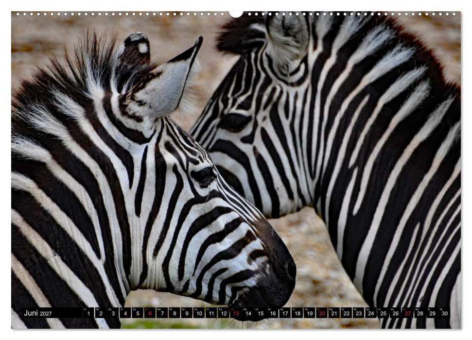 Afrika - Welt der Tiere (CALVENDO Premium Wandkalender 2027)