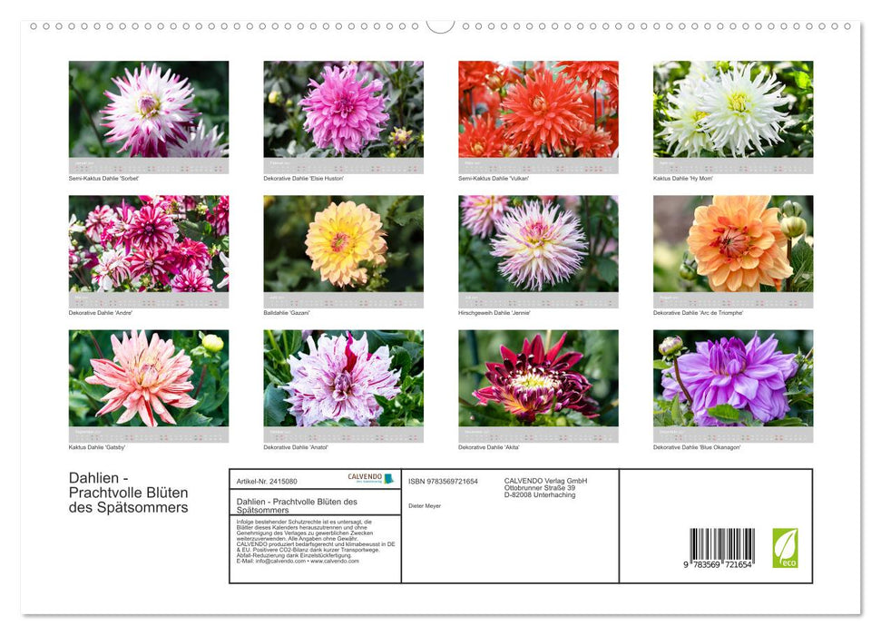 Dahlien - Prachtvolle Blüten des Spätsommers (CALVENDO Premium Wandkalender 2027)