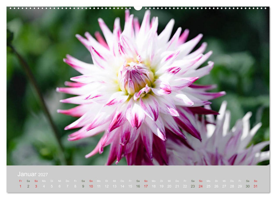 Dahlien - Prachtvolle Blüten des Spätsommers (CALVENDO Premium Wandkalender 2027)