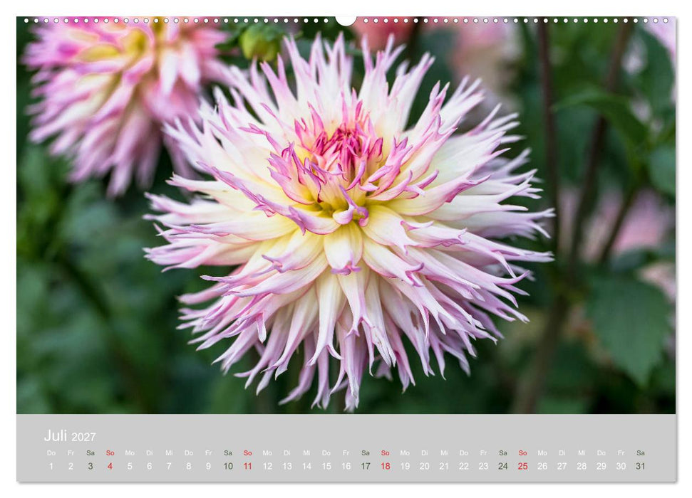 Dahlien - Prachtvolle Blüten des Spätsommers (CALVENDO Premium Wandkalender 2027)