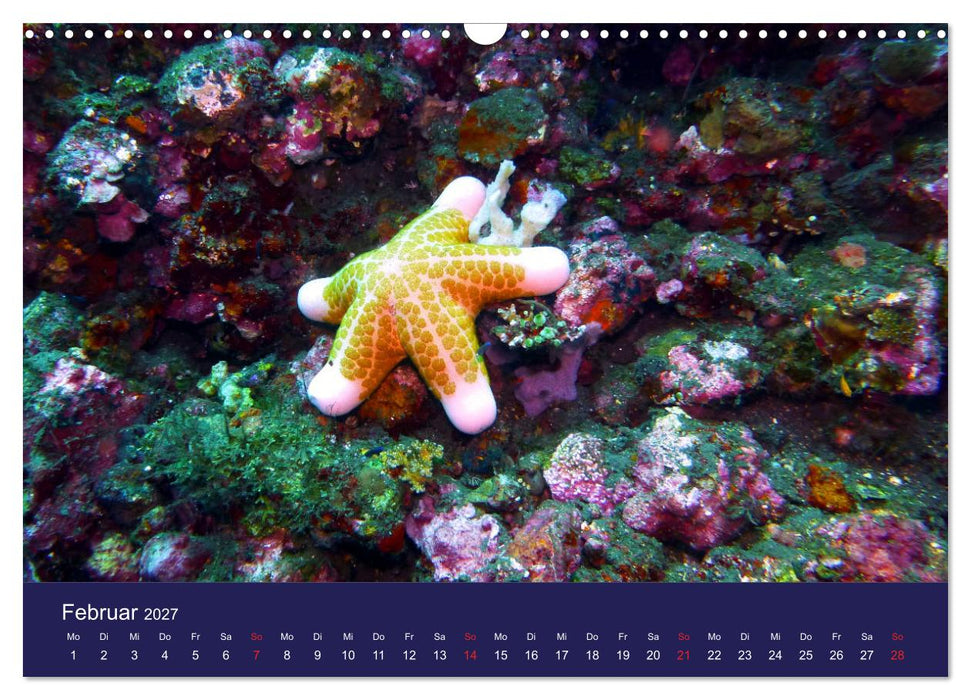 Wunderwelt Korallenriffe (CALVENDO Wandkalender 2027)