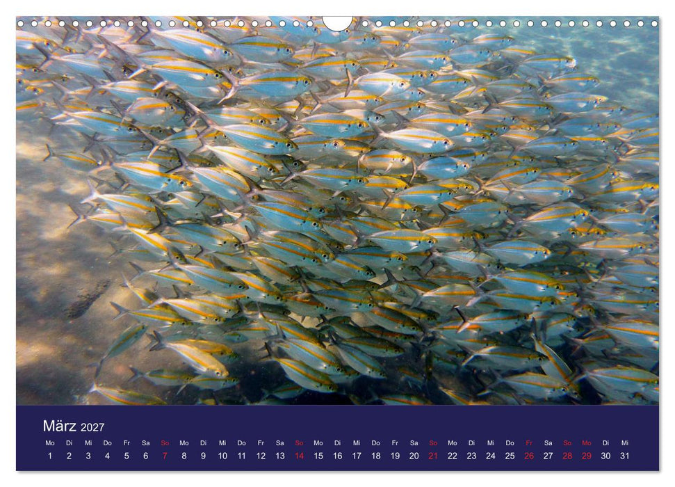 Wunderwelt Korallenriffe (CALVENDO Wandkalender 2027)