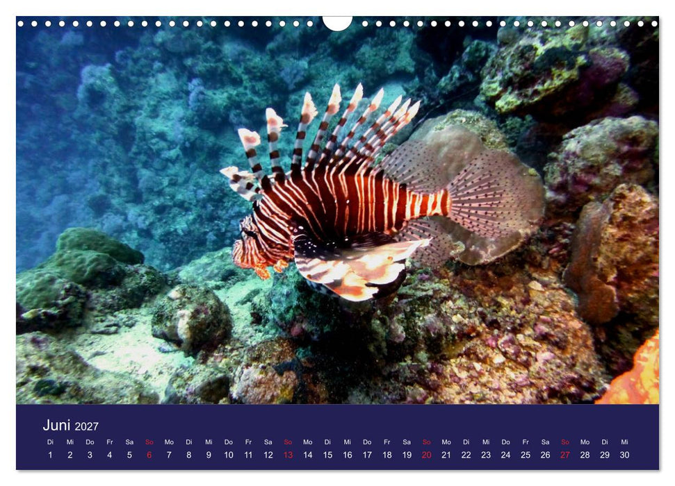 Wunderwelt Korallenriffe (CALVENDO Wandkalender 2027)