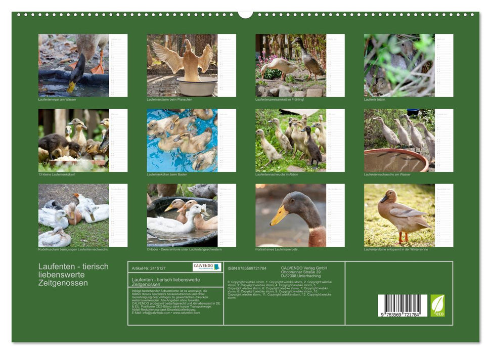 Laufenten - tierisch liebenswerte Zeitgenossen (CALVENDO Premium Wandkalender 2027)