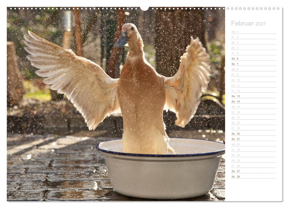 Laufenten - tierisch liebenswerte Zeitgenossen (CALVENDO Premium Wandkalender 2027)