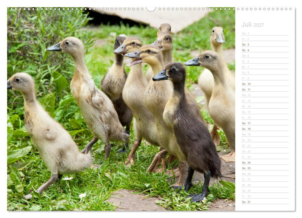 Laufenten - tierisch liebenswerte Zeitgenossen (CALVENDO Premium Wandkalender 2027)
