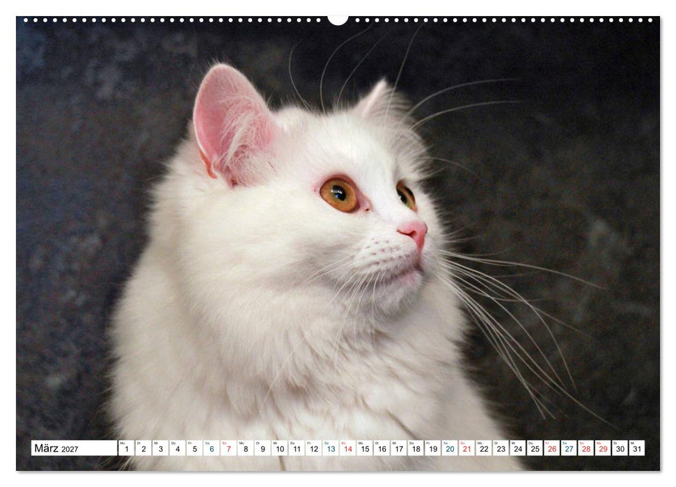 Die Perserkatze - Farbschlag Weiß (CALVENDO Premium Wandkalender 2027)