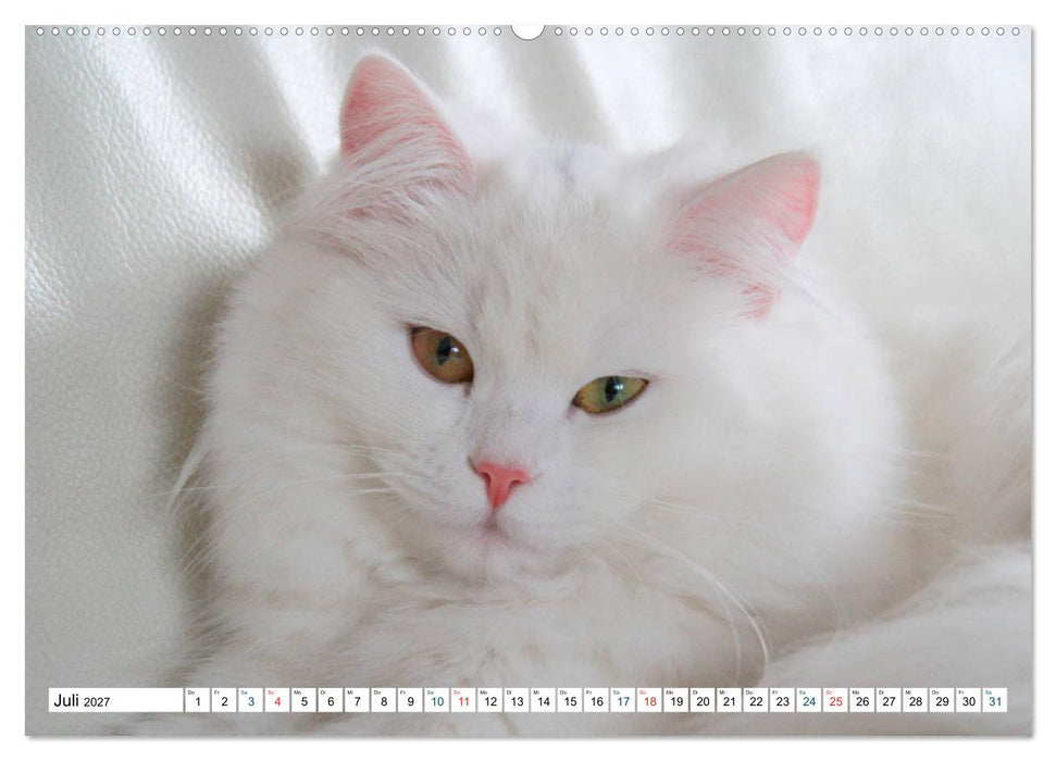 Die Perserkatze - Farbschlag Weiß (CALVENDO Premium Wandkalender 2027)