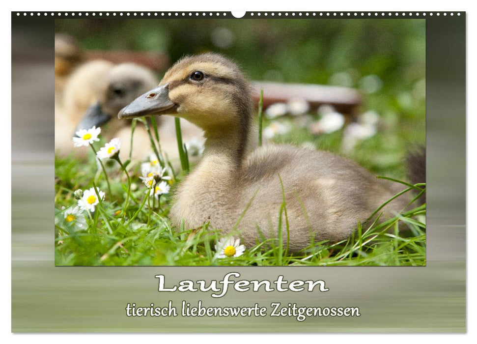 Laufenten - tierisch liebenswerte Zeitgenossen (CALVENDO Wandkalender 2027)