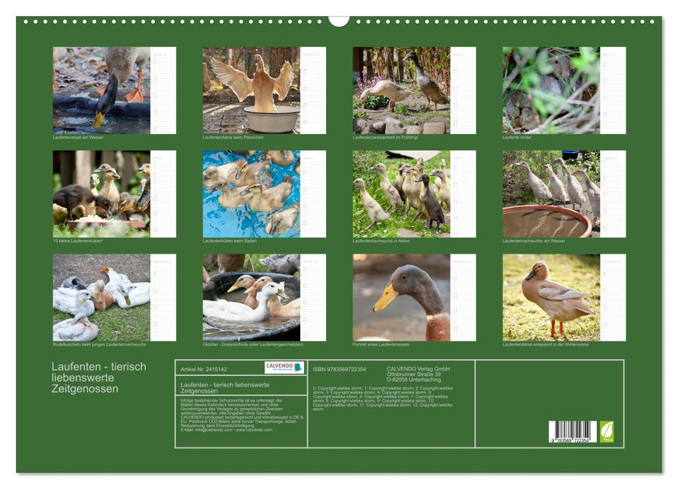 Laufenten - tierisch liebenswerte Zeitgenossen (CALVENDO Wandkalender 2027)