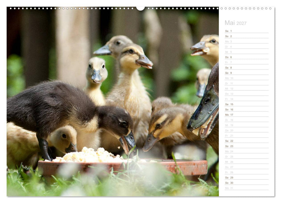 Laufenten - tierisch liebenswerte Zeitgenossen (CALVENDO Wandkalender 2027)