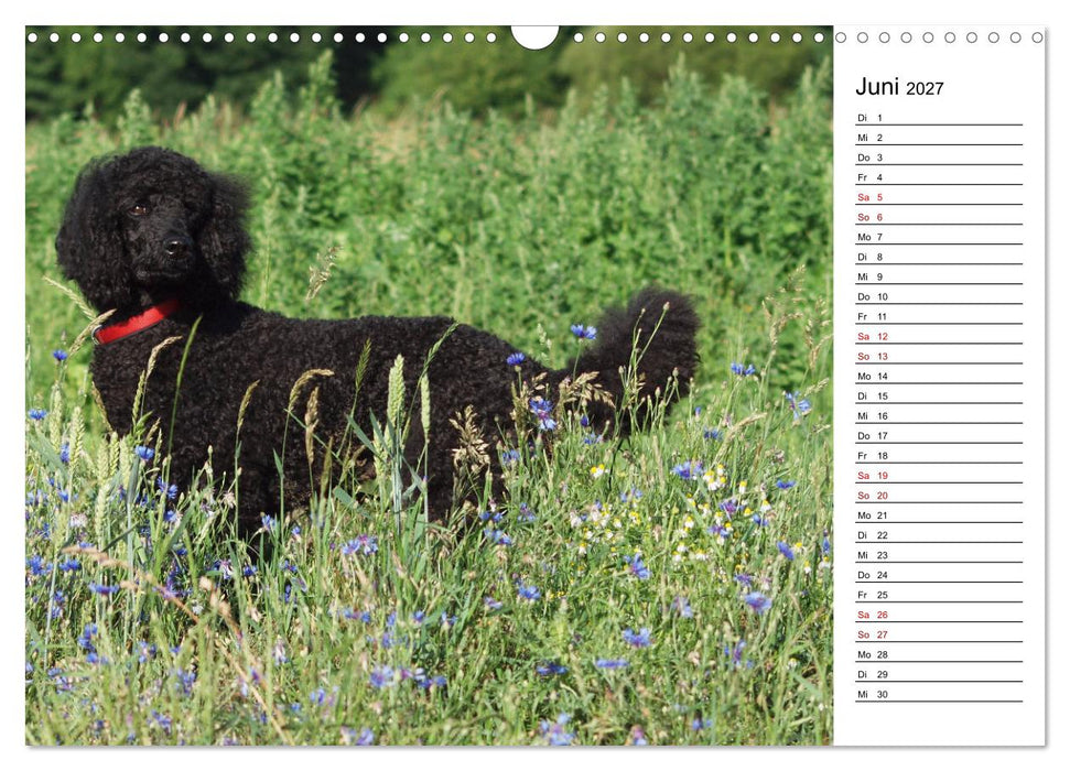 Lockenwölfe - Energiebündel Pudel (CALVENDO Wandkalender 2027)