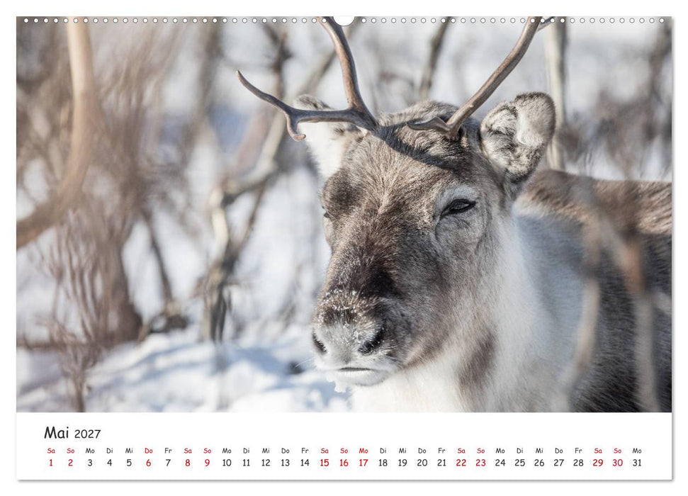 Rentiere (CALVENDO Premium Wandkalender 2027)