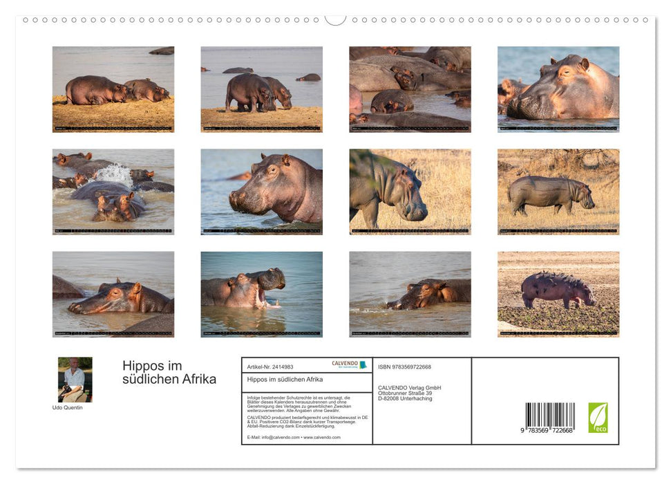 Hippos im südlichen Afrika (CALVENDO Premium Wandkalender 2027)