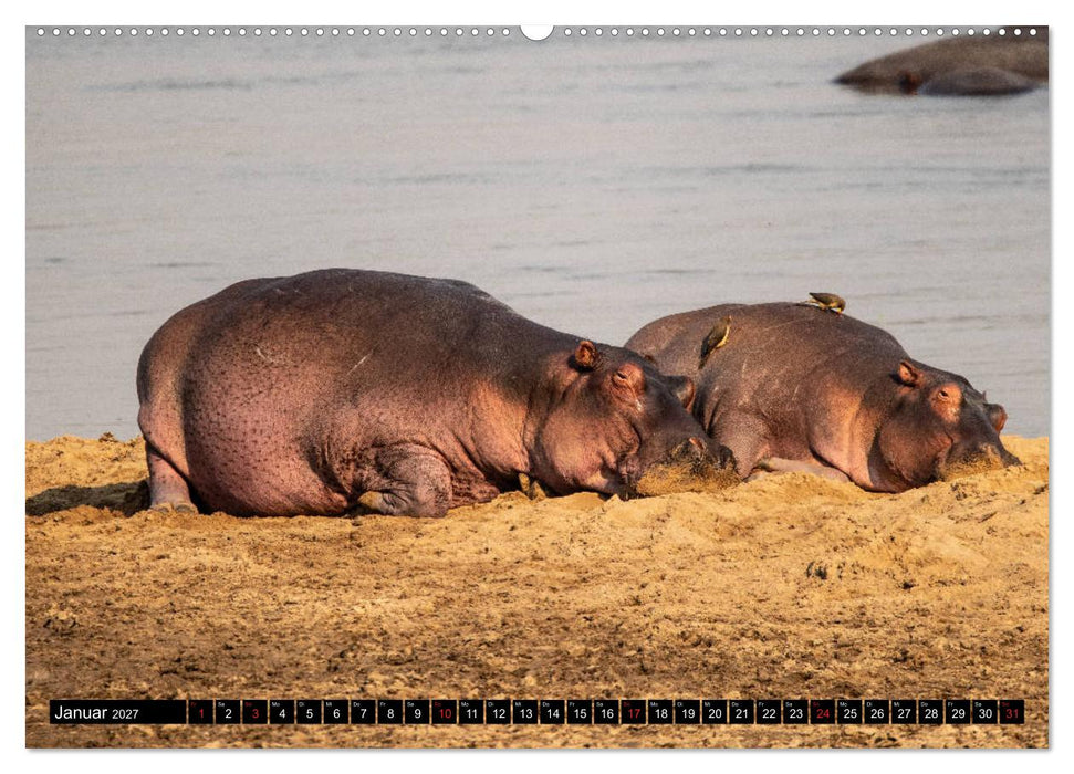Hippos im südlichen Afrika (CALVENDO Premium Wandkalender 2027)