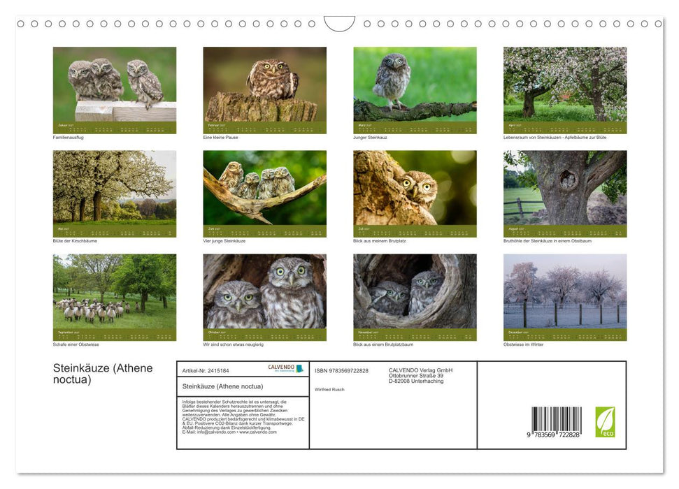Steinkäuze (Athene noctua) (CALVENDO Wandkalender 2027)