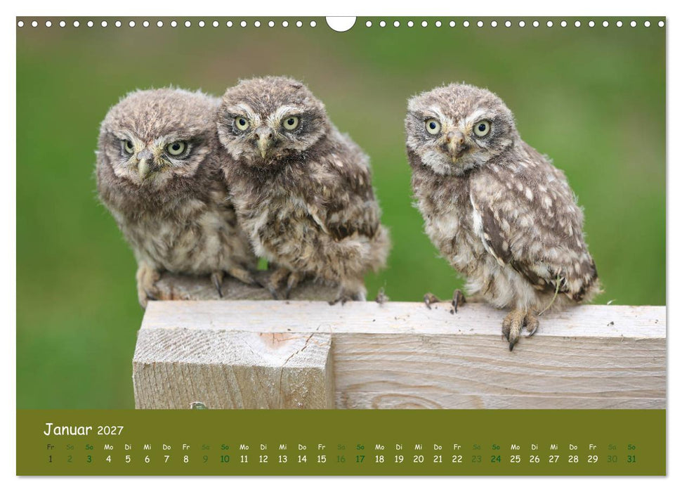 Steinkäuze (Athene noctua) (CALVENDO Wandkalender 2027)