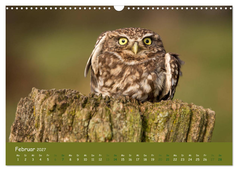 Steinkäuze (Athene noctua) (CALVENDO Wandkalender 2027)
