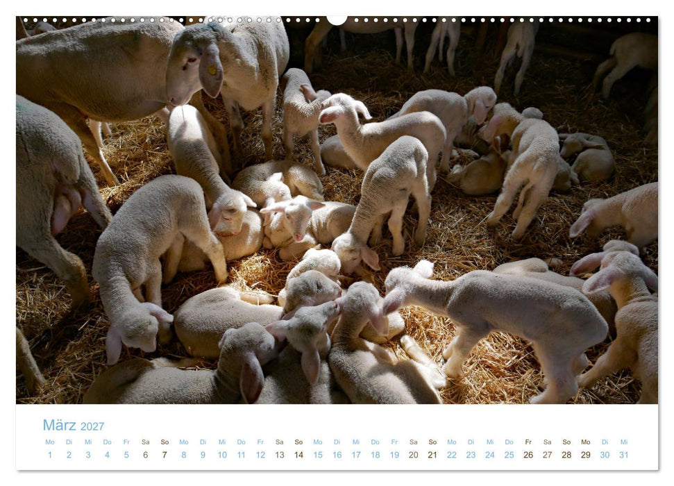 Mit Schafen durch das Jahr (CALVENDO Premium Wandkalender 2027)