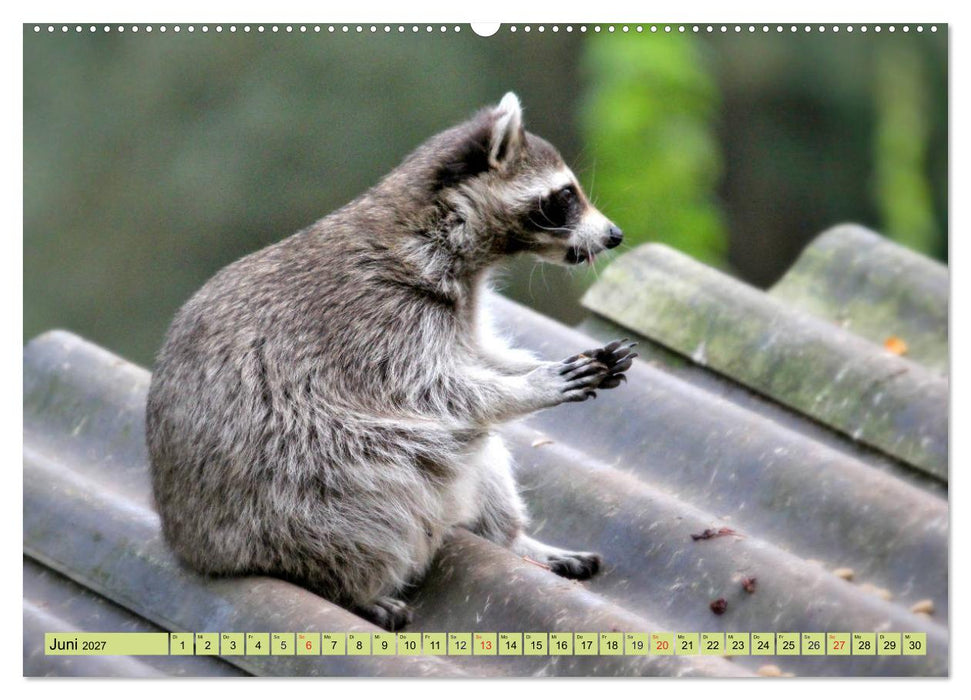 Der Waschbär - Der Maskenträger in unseren Wäldern (CALVENDO Wandkalender 2027)