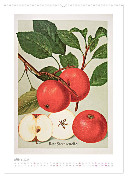 Äpfel/Appels. Alte ostfriesische Sorten (CALVENDO Wandkalender 2027)