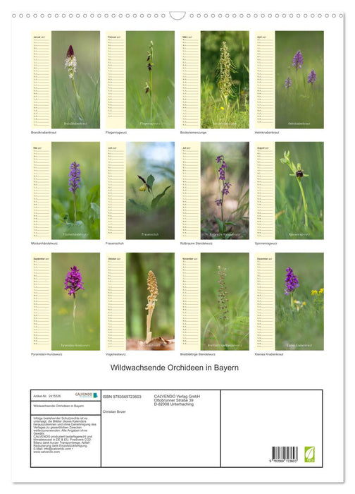 Wildwachsende Orchideen in Bayern (CALVENDO Wandkalender 2027)